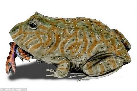 اخبار,اخبار گوناگون, درنده ترین قورباغه دنیا