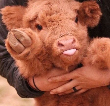 اخبار,اخبارگوناگون, با نمک ترین گوساله جهان!