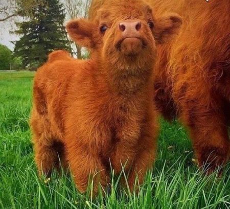 اخبار,اخبارگوناگون, با نمک ترین گوساله جهان!