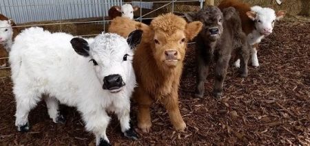 اخبار,اخبارگوناگون, با نمک ترین گوساله جهان!