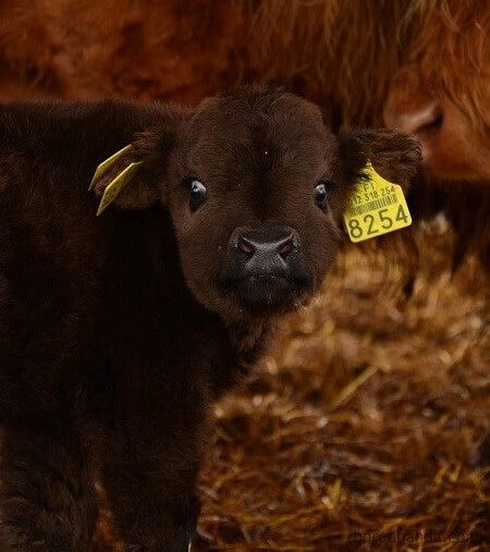 اخبار,اخبارگوناگون, با نمک ترین گوساله جهان!