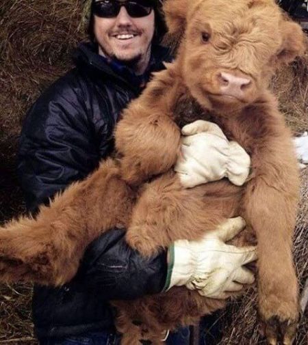 اخبار,اخبارگوناگون, با نمک ترین گوساله جهان!