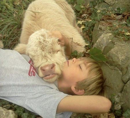 اخبار,اخبارگوناگون, با نمک ترین گوساله جهان!