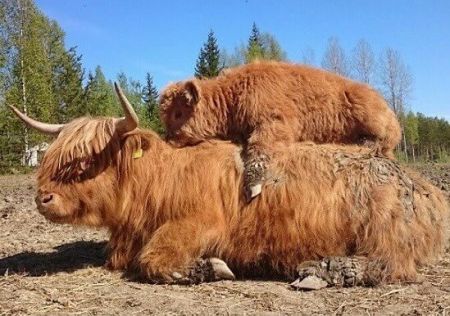 اخبار,اخبارگوناگون, با نمک ترین گوساله جهان!