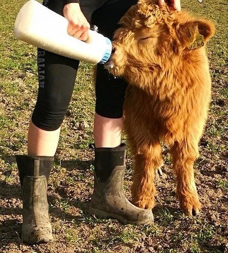 اخبار,اخبارگوناگون, با نمک ترین گوساله جهان!