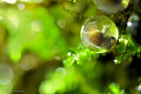 اخبار,اخبارگوناگون, عکس های مسابقه انجمن بیولوژی انگلیس