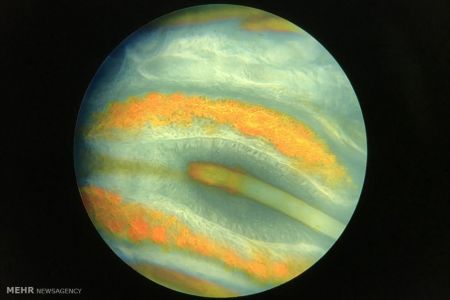 اخبار,اخبارگوناگون, عکس های مسابقه انجمن بیولوژی انگلیس