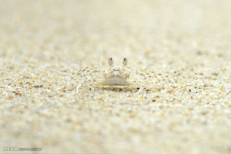 اخبار,اخبارگوناگون, عکس های مسابقه انجمن بیولوژی انگلیس