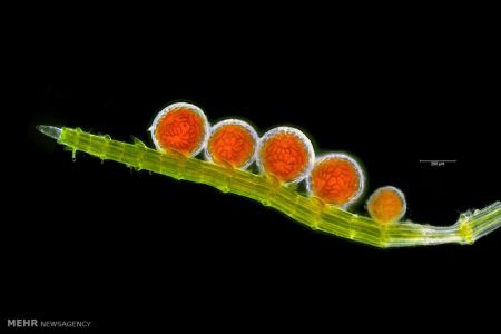 اخبار,اخبارگوناگون, عکس های مسابقه انجمن بیولوژی انگلیس