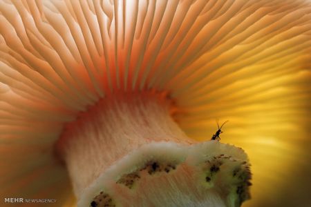 اخبار,اخبارگوناگون, عکس های مسابقه انجمن بیولوژی انگلیس