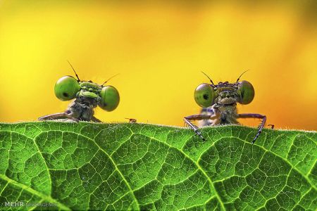 اخبار,اخبارگوناگون, عکس های مسابقه انجمن بیولوژی انگلیس