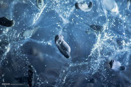 اخبار,اخبارگوناگون, عکس های مسابقه انجمن بیولوژی انگلیس