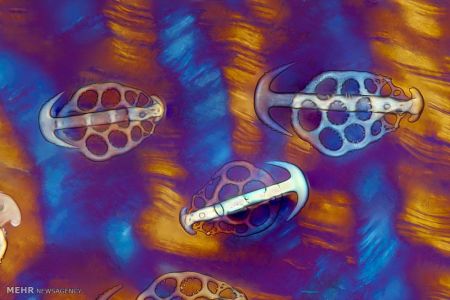 اخبار,اخبارگوناگون, عکس های مسابقه انجمن بیولوژی انگلیس