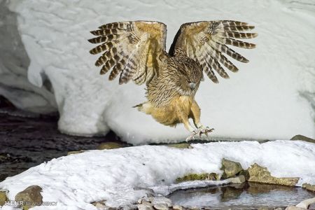 اخبار,اخبارگوناگون, عکس های مسابقه انجمن بیولوژی انگلیس