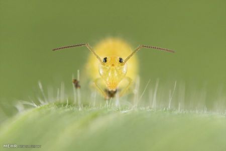 اخبار,اخبارگوناگون, عکس های مسابقه انجمن بیولوژی انگلیس