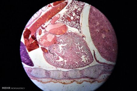 اخبار,اخبارگوناگون, عکس های مسابقه انجمن بیولوژی انگلیس