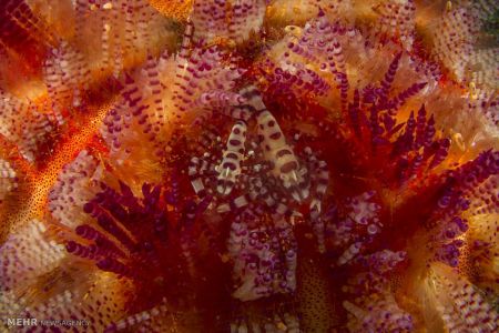 اخبار,اخبارگوناگون, عکس های مسابقه انجمن بیولوژی انگلیس