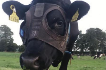   اخبارعلمی  ,خبرهای   علمی  ,افزایش شیر گاو