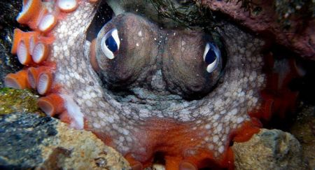   اخبارگوناگون ,خبرهای گوناگون ,اختاپوس ها 