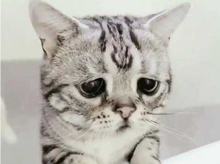   اخبار گوناگون ,خبرهای  گوناگون , پر طرفدارترین گربه جهان