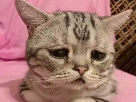   اخبار گوناگون ,خبرهای  گوناگون , پر طرفدارترین گربه جهان