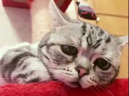   اخبار گوناگون ,خبرهای  گوناگون , پر طرفدارترین گربه جهان