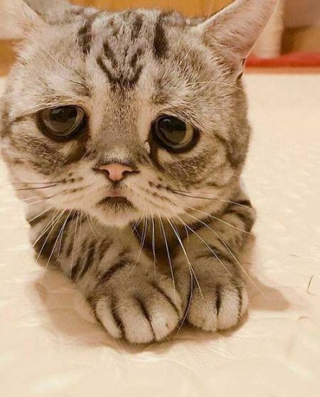   اخبار گوناگون ,خبرهای  گوناگون , پر طرفدارترین گربه جهان