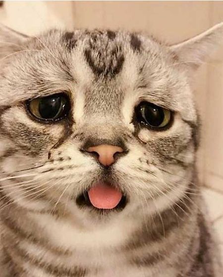   اخبار گوناگون ,خبرهای  گوناگون , پر طرفدارترین گربه جهان