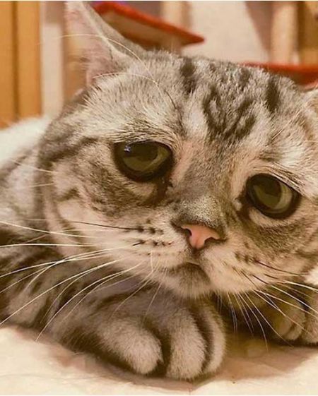   اخبار گوناگون ,خبرهای  گوناگون , پر طرفدارترین گربه جهان