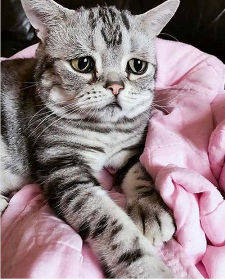   اخبار گوناگون ,خبرهای  گوناگون , پر طرفدارترین گربه جهان