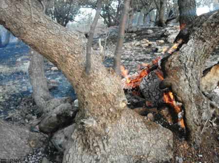  آتش‌سوزی گسترده در جنگل‌های بلوط سرو 
