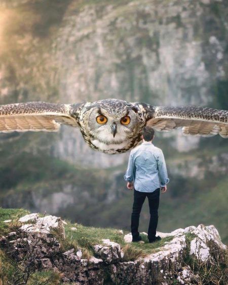   اخبار گوناگون ,خبرهای  گوناگون, عکس‌های هنری حیوانات  