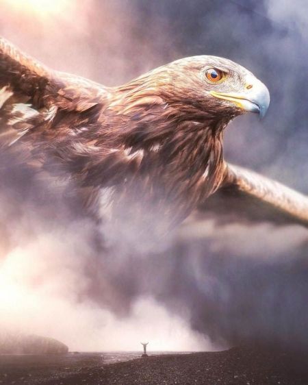   اخبار گوناگون ,خبرهای  گوناگون, عکس‌های هنری حیوانات  