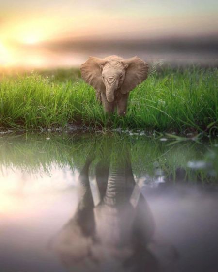   اخبار گوناگون ,خبرهای  گوناگون, عکس‌های هنری حیوانات  