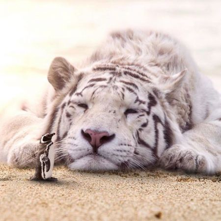   اخبار گوناگون ,خبرهای  گوناگون, عکس‌های هنری حیوانات  