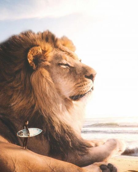   اخبار گوناگون ,خبرهای  گوناگون, عکس‌های هنری حیوانات  