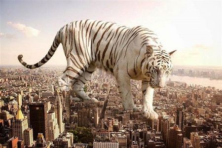   اخبار گوناگون ,خبرهای  گوناگون, عکس‌های هنری حیوانات  