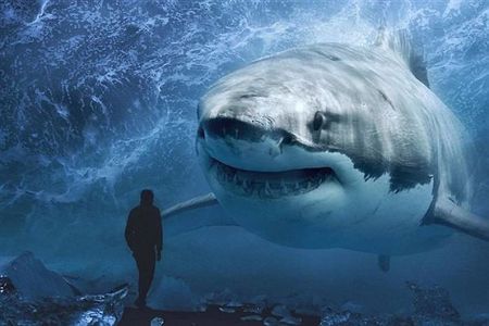   اخبار گوناگون ,خبرهای  گوناگون, عکس‌های هنری حیوانات  