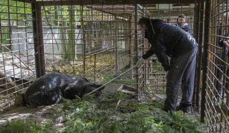   اخبارسیاسی ,خبرهای  سیاسی , لحظه رهایی خرسی 