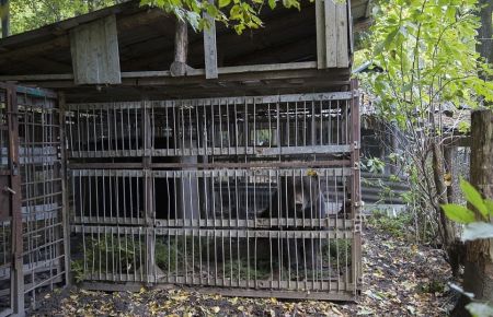   اخبارسیاسی ,خبرهای  سیاسی , لحظه رهایی خرسی 