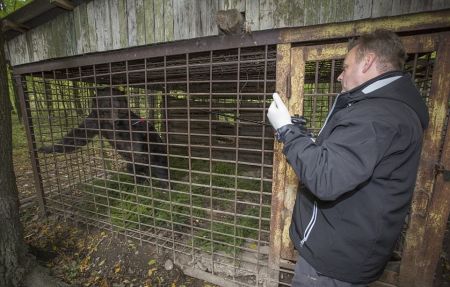   اخبارسیاسی ,خبرهای  سیاسی , لحظه رهایی خرسی 