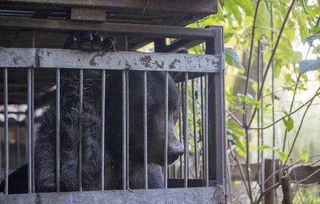   اخبارسیاسی ,خبرهای  سیاسی , لحظه رهایی خرسی 