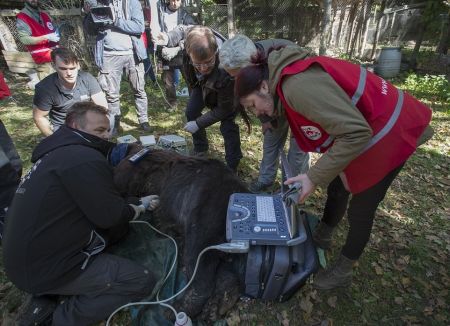   اخبارسیاسی ,خبرهای  سیاسی , لحظه رهایی خرسی 