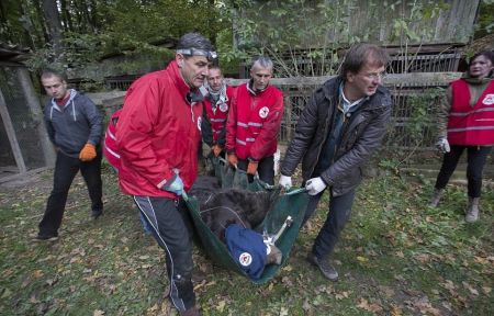   اخبارسیاسی ,خبرهای  سیاسی , لحظه رهایی خرسی 