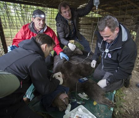   اخبارسیاسی ,خبرهای  سیاسی , لحظه رهایی خرسی 