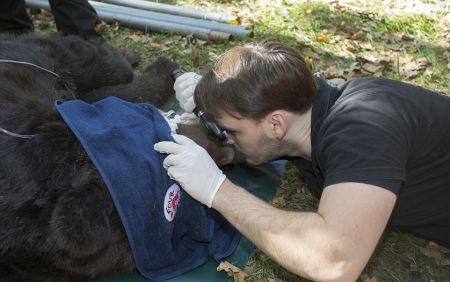   اخبارسیاسی ,خبرهای  سیاسی , لحظه رهایی خرسی 