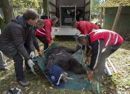   اخبارسیاسی ,خبرهای  سیاسی , لحظه رهایی خرسی 