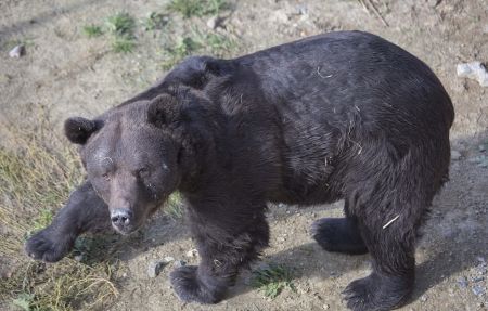   اخبارسیاسی ,خبرهای  سیاسی , لحظه رهایی خرسی 