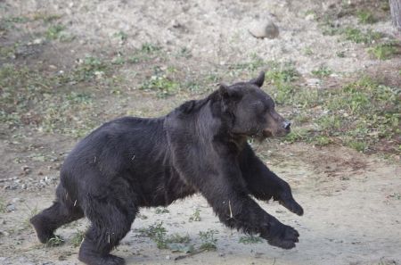   اخبارسیاسی ,خبرهای  سیاسی , لحظه رهایی خرسی 