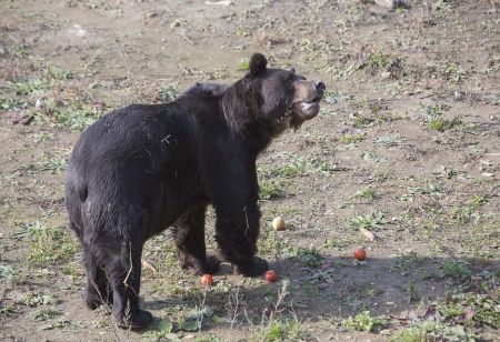   اخبارسیاسی ,خبرهای  سیاسی , لحظه رهایی خرسی 